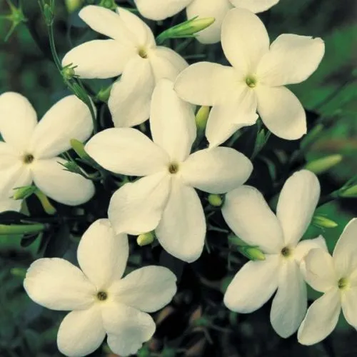 Jasmine Absolute 3